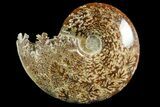 Polished Ammonite (Cleoniceras) Fossil - Madagascar #158254-1